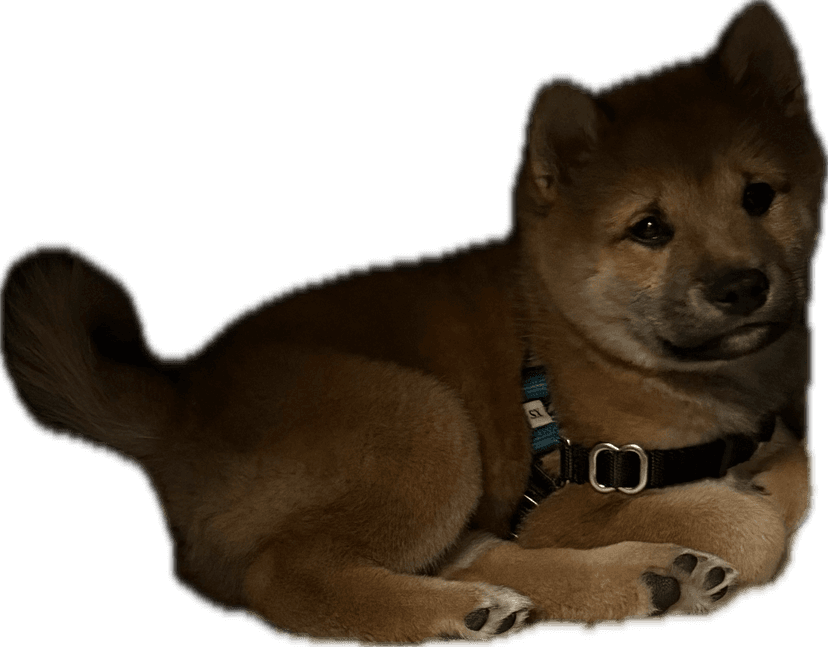 Mochi the Shiba Inu — quality control inspector